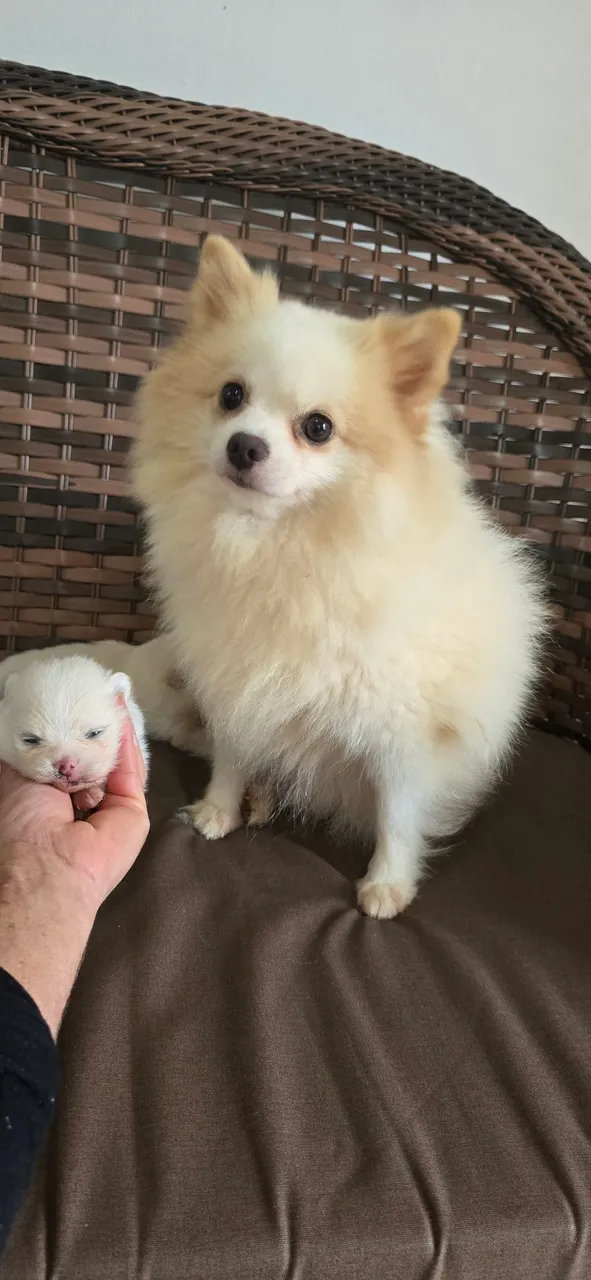 Filhote de Spitz Alemão anão