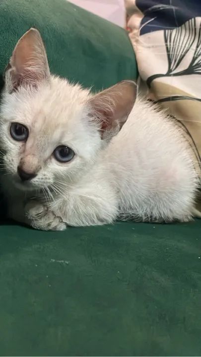 Gatinho branco lindo e dócil para adoção