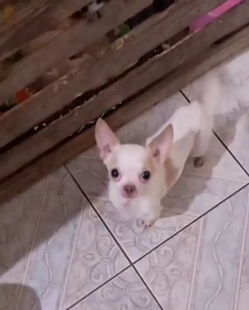 Chihuahua fêmea