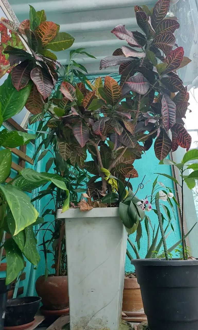 Planta Crotón com vaso 
