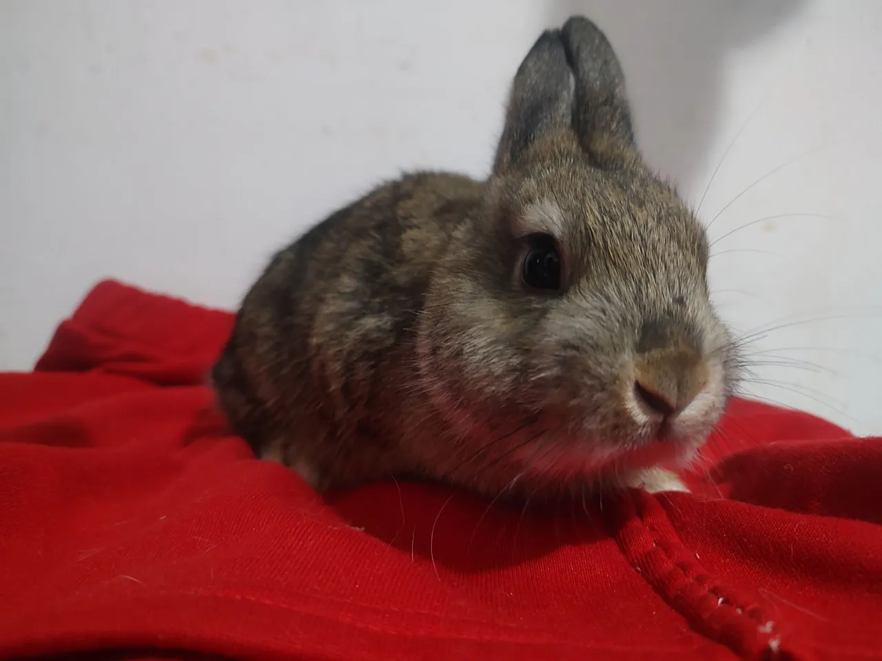 Coelhinha anão netherland dwarf
