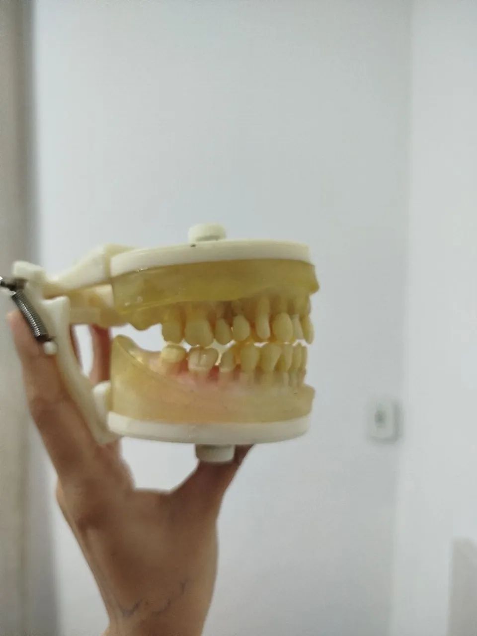 Modelo de Dentes para Estudo Odontológico - Foto 3