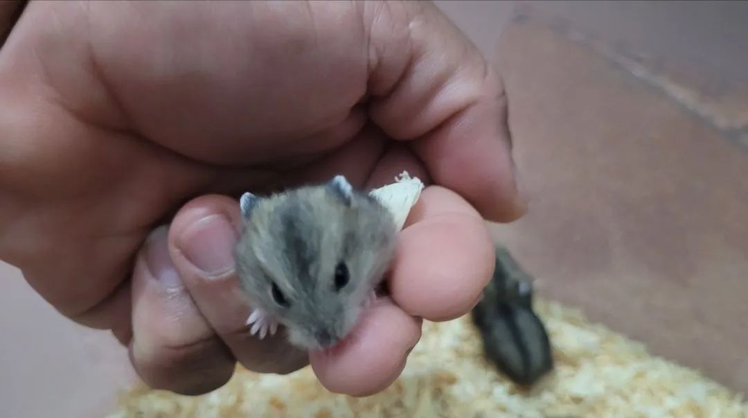 Filhotes de Hamster anão  - Foto 2