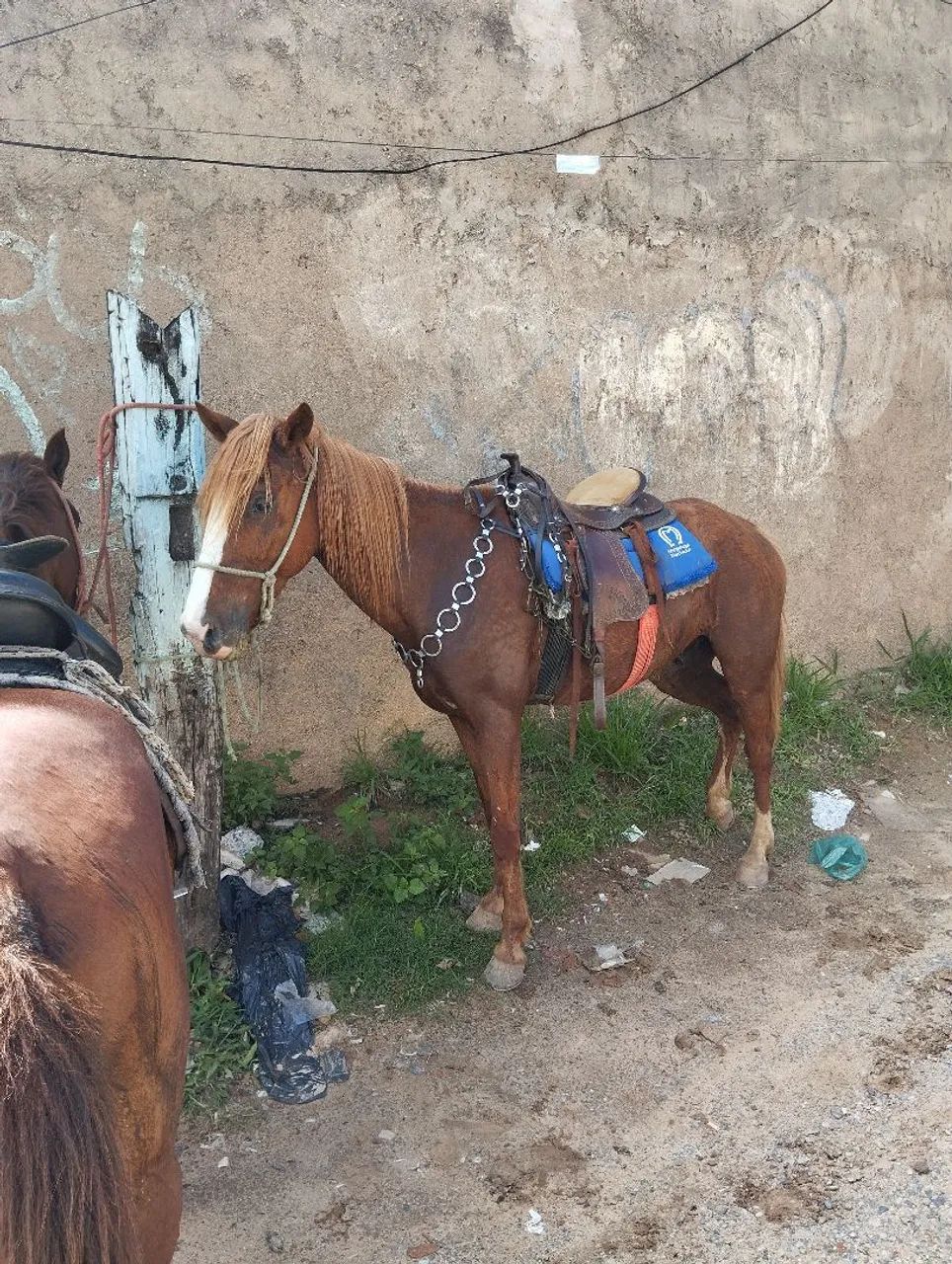 Cavalo marchador picada