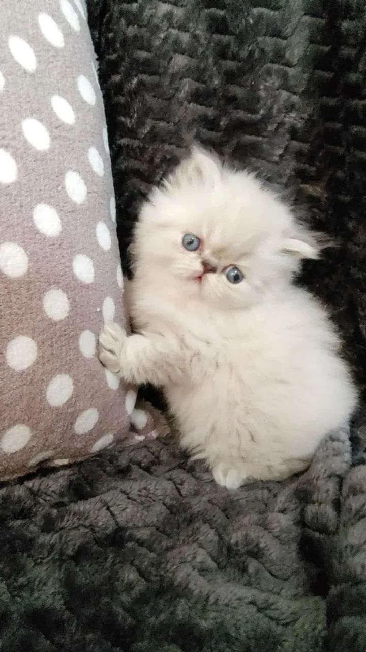 Persa Fofinhos Filhotes  - Foto 3