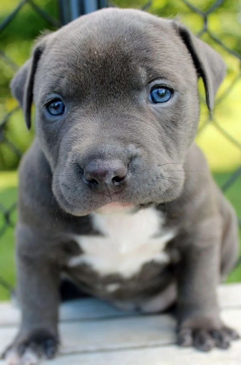 A Presença do American Bully  
