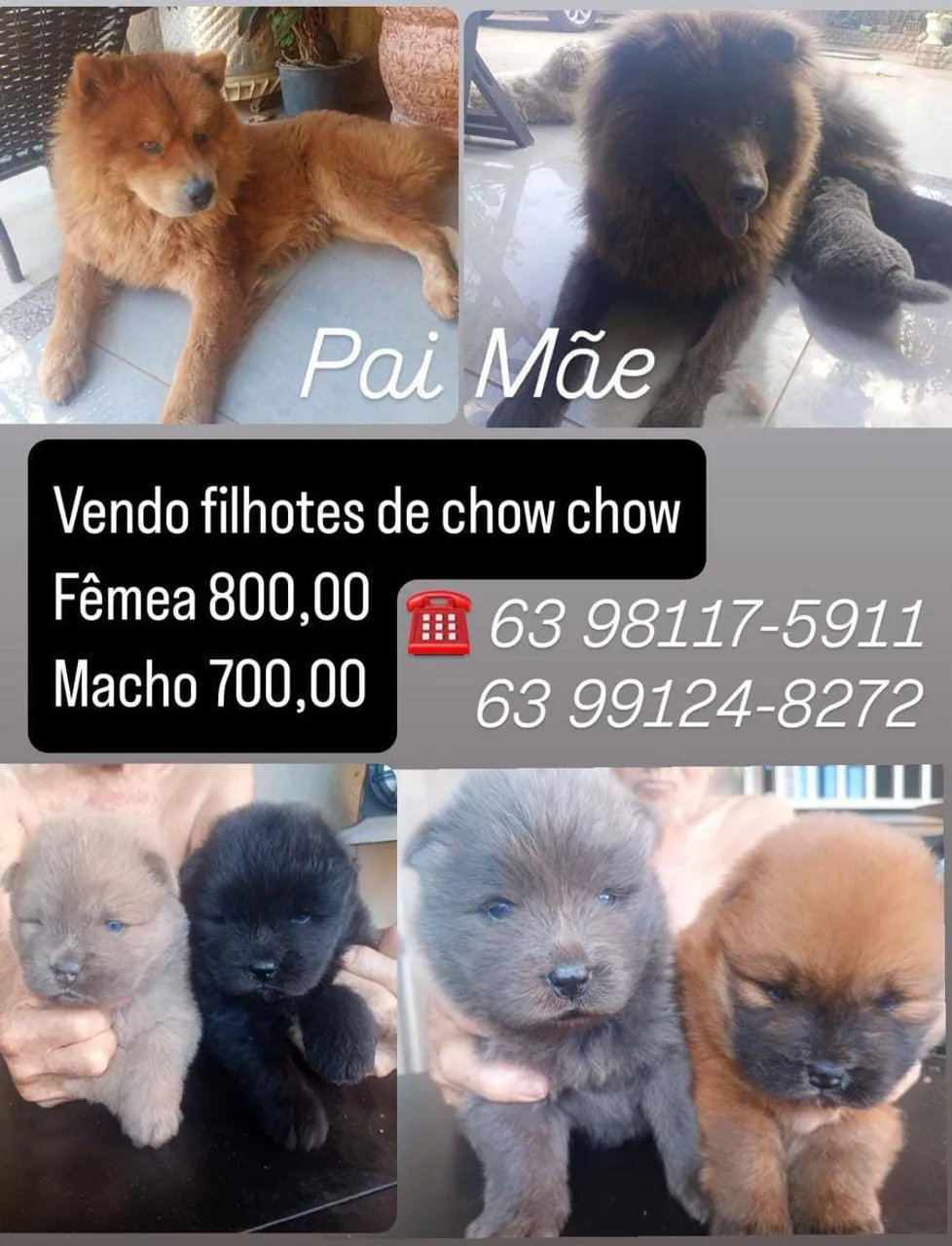 Filhote de Chow Chow