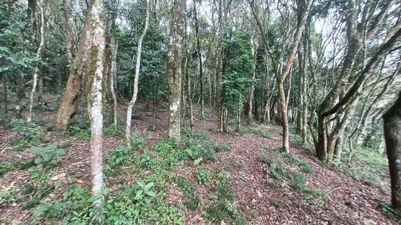 Fazenda/Sítio/Chácara para venda possui 20000 metros quadrados em Pedra Branca - Alfredo W - Foto 6