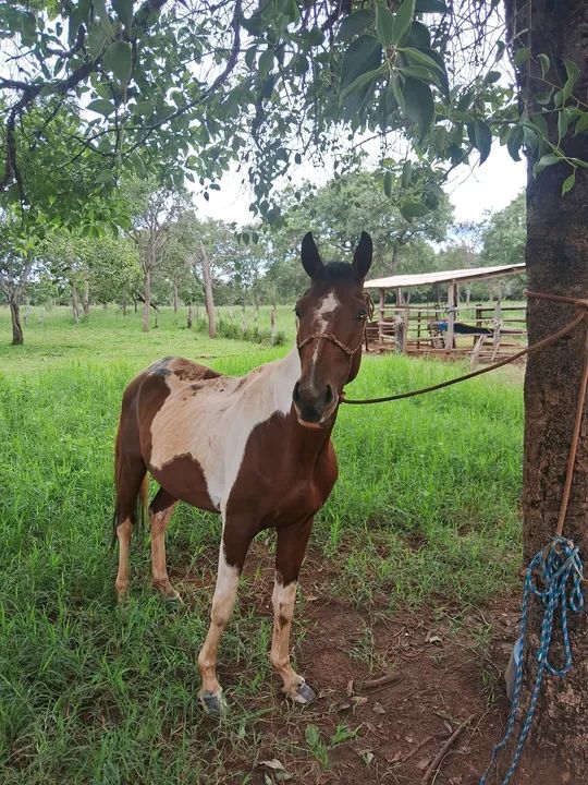 Cavalo pampa a venda  - Foto 2