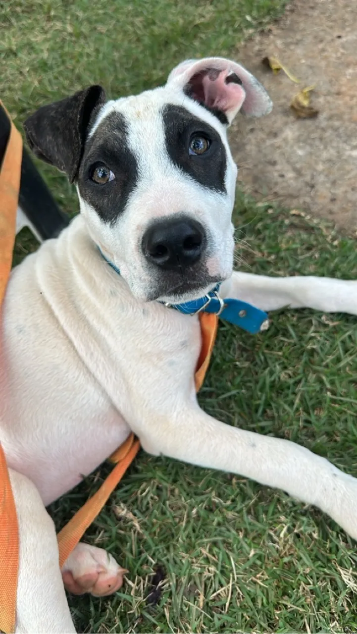 Lindo Exemplar PITBULL 3 Meses