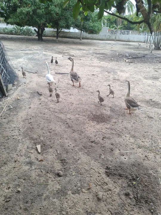 Gansos para criação  - Foto 4