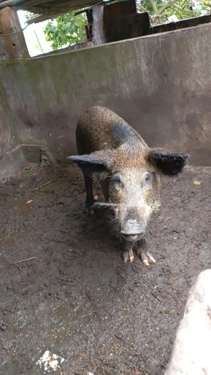 leitões porcos - Foto 3