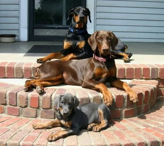 A Imponência do Doberman  