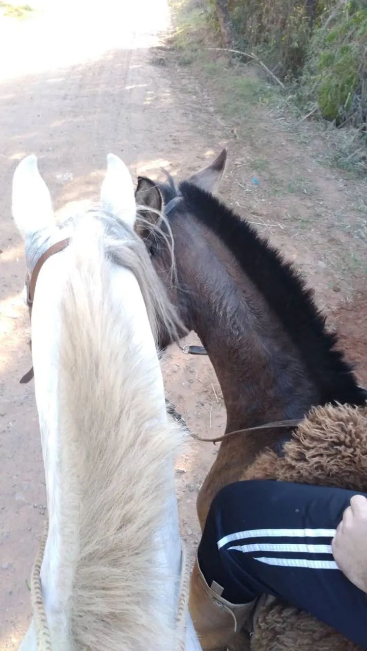 Cavalos crioulos  - Foto 5