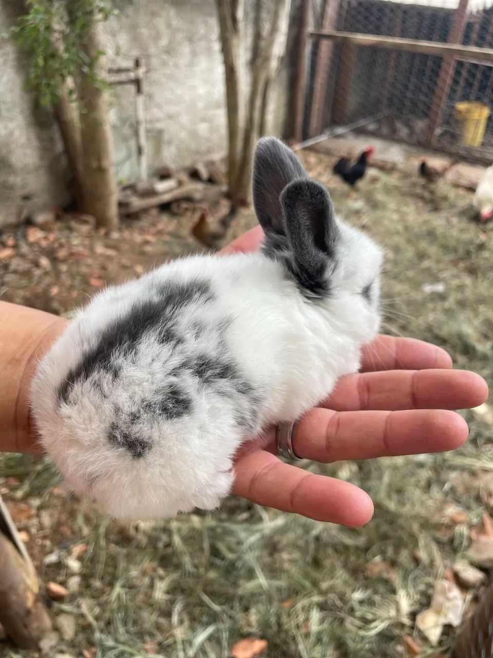 Coelhinhos Filhotes - Lindos e Saudáveis ? - Foto 3