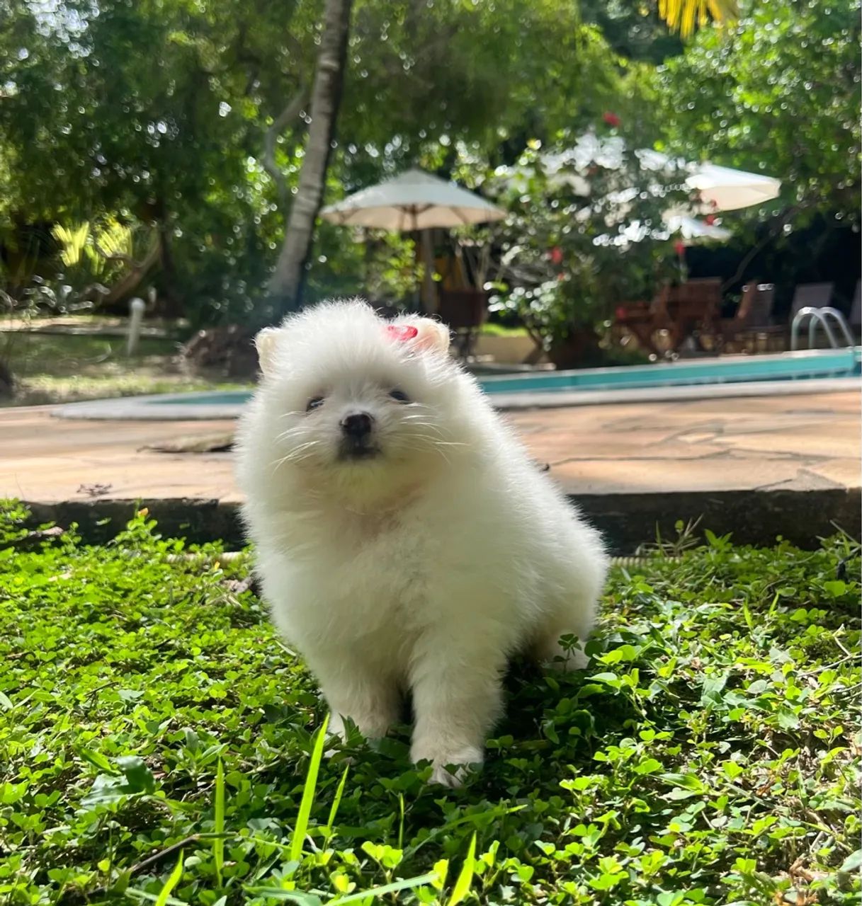 Alto padrão  spitz alemão  - Foto 4