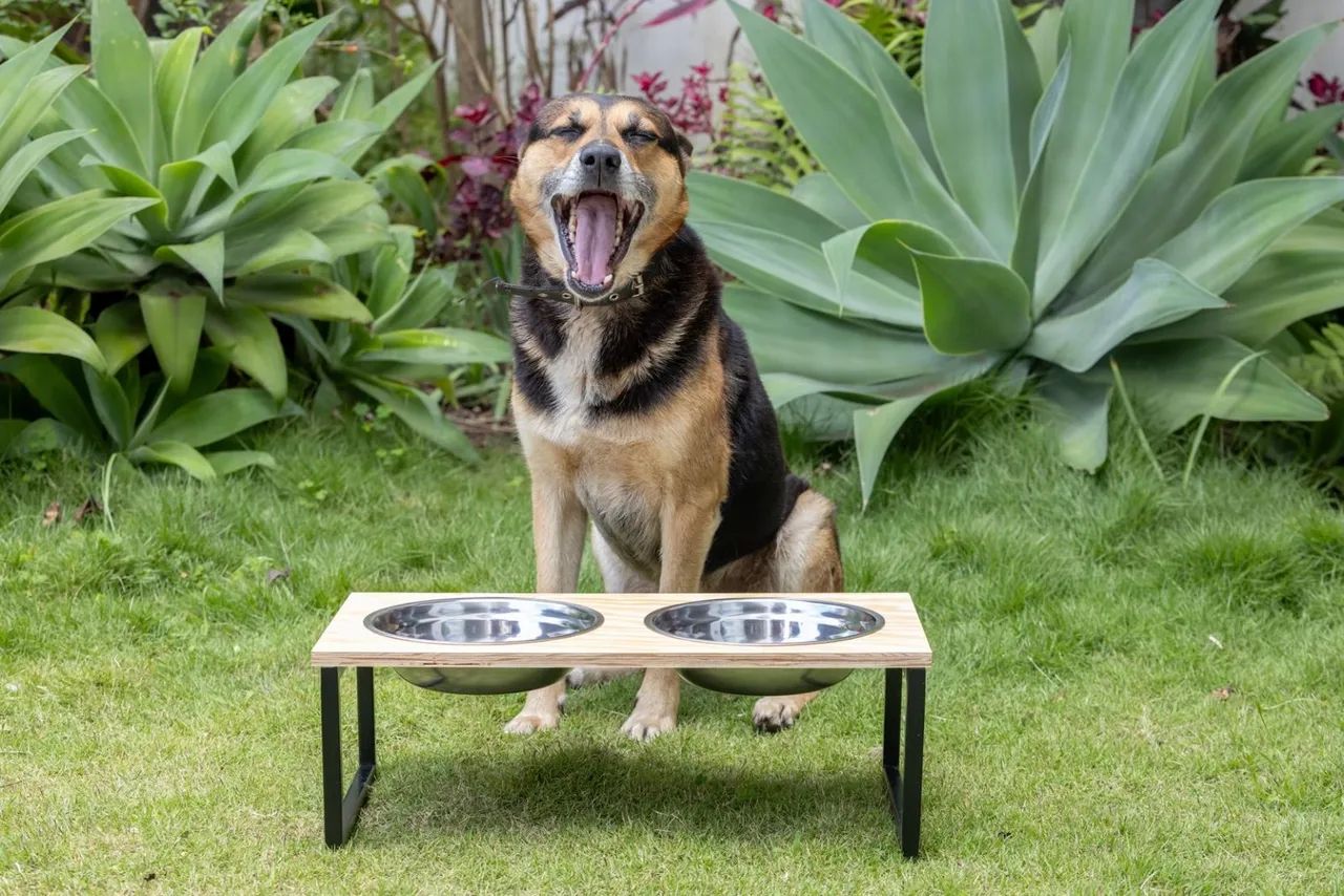 Comedor para seu pet - Foto 5