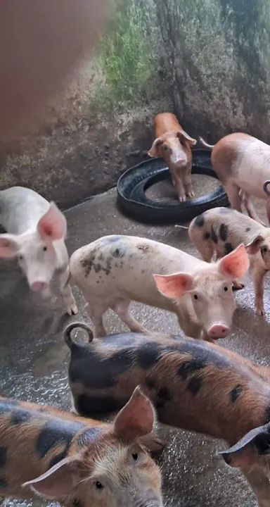 Filhotes de porco para venda - Foto 3