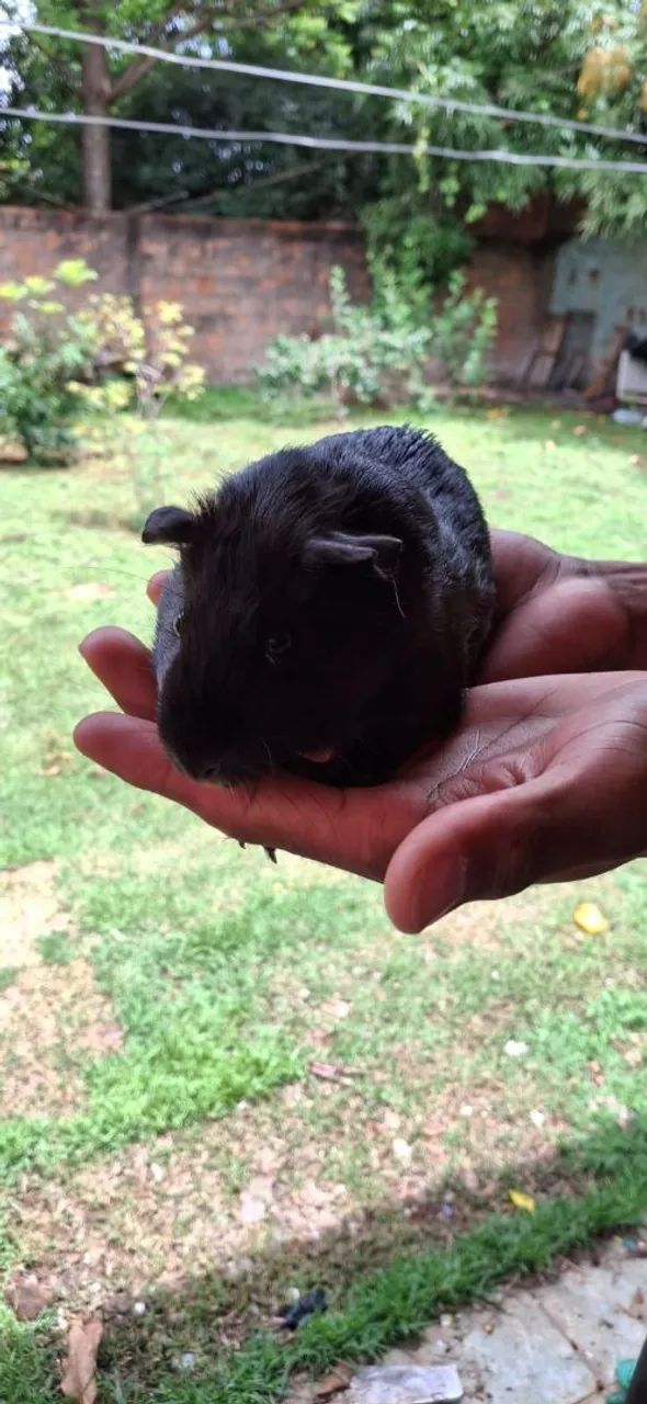 Porquinho da índia - Foto 6