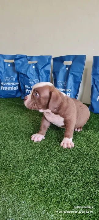 American Bully - filhotes - Foto 3