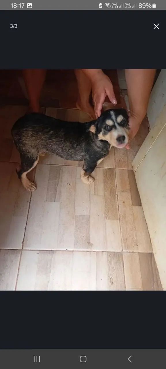 Filhote de cachorro doação 