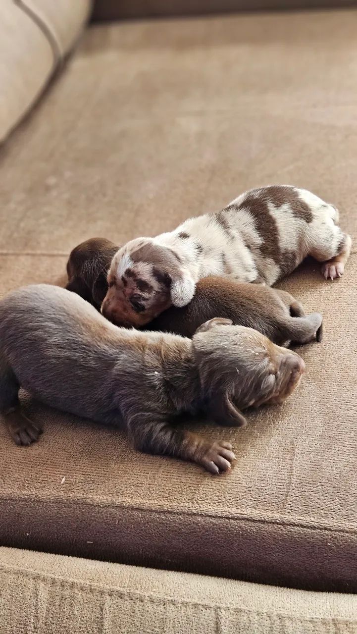 Filhotes de dachshund cachorro  - Foto 2