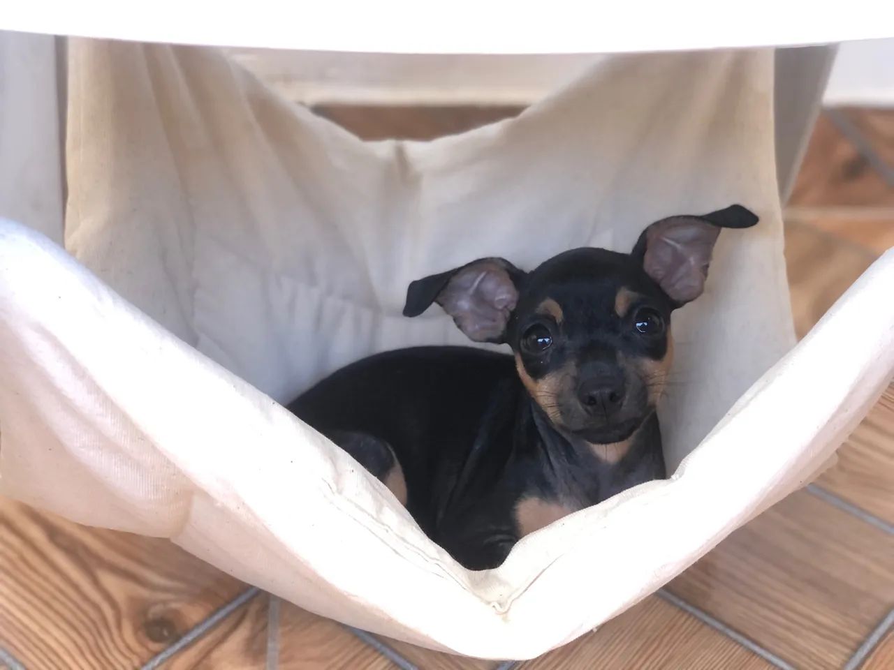 Vendo Pinscher fêmea 