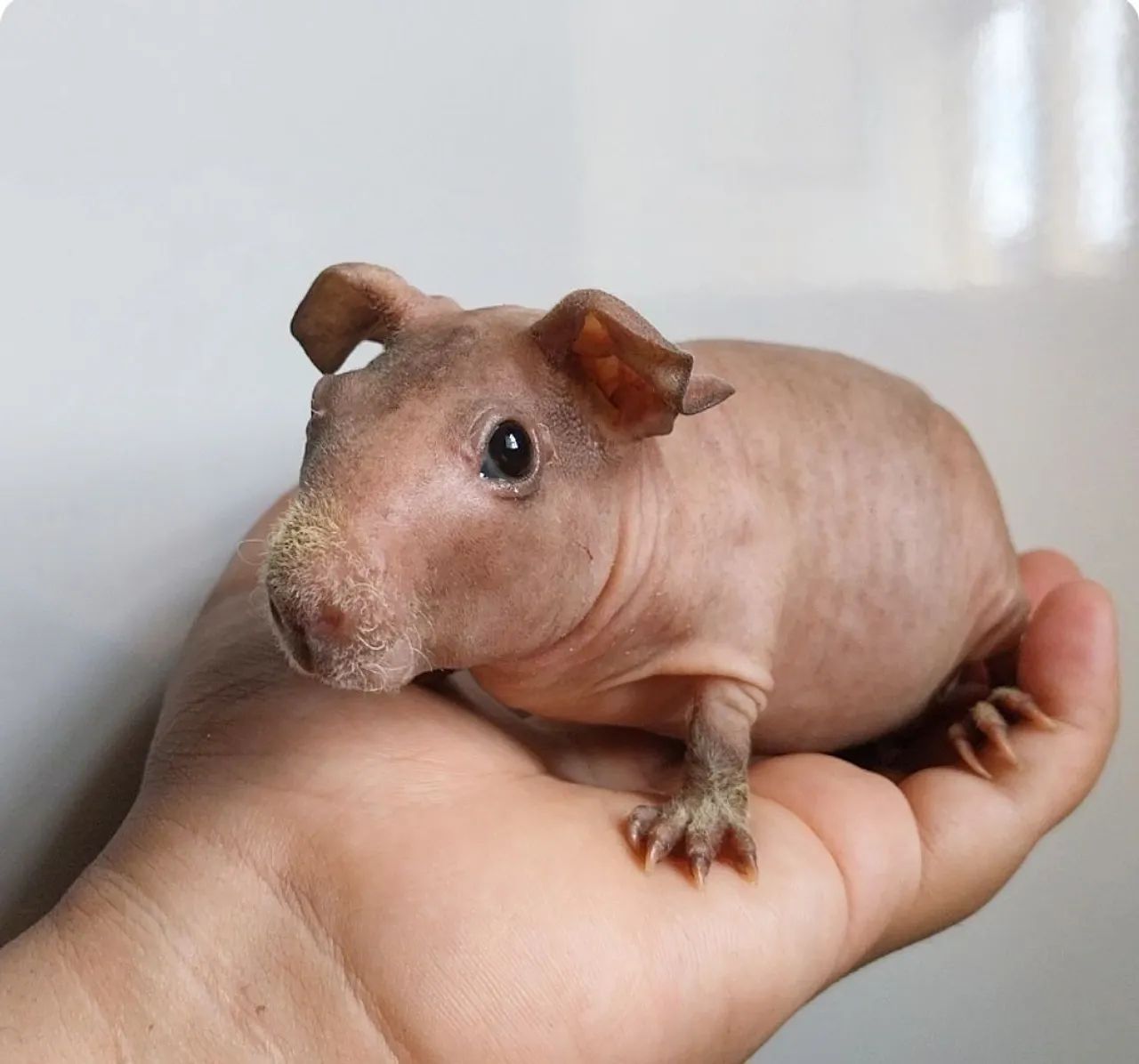 Porquinho da india - Skiny macho fofo - Foto 3