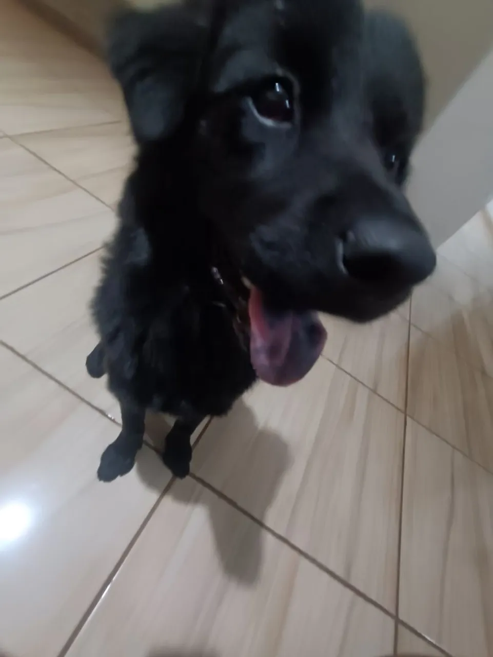 Doa-se filhote de Chow Chow com vira lata