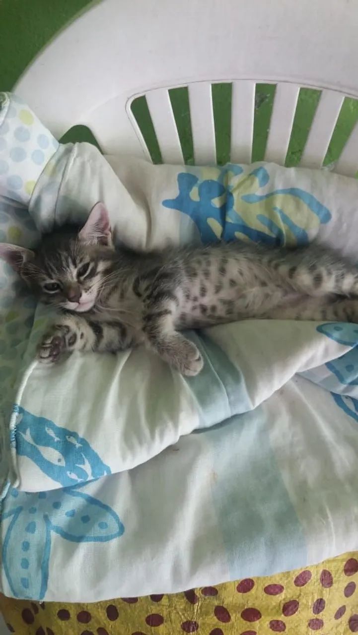 Adoção - Gato 2 meses - Foto 3