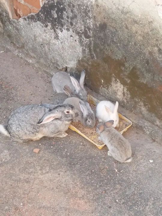Coelhos disponiveltenhon - Foto 2