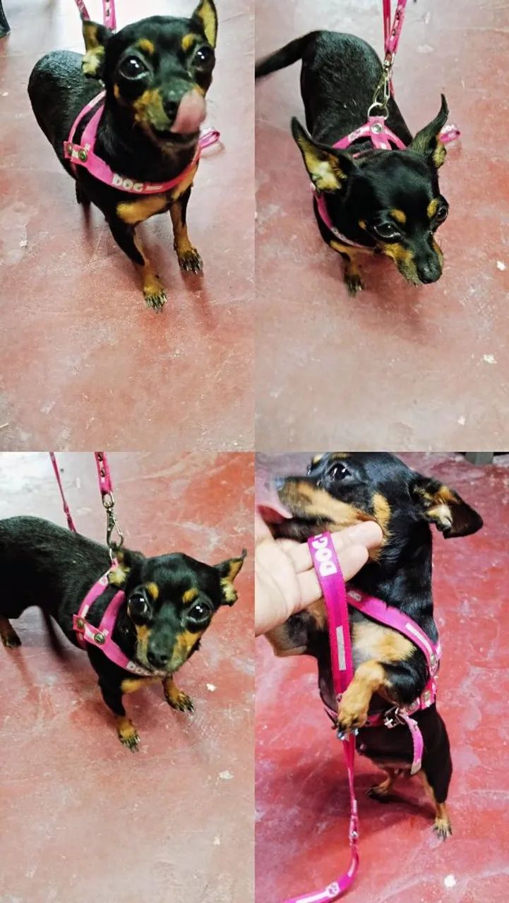 Procuro um namorado para minha Pincher número 0. Posso está levando até a sua casa p.cruza