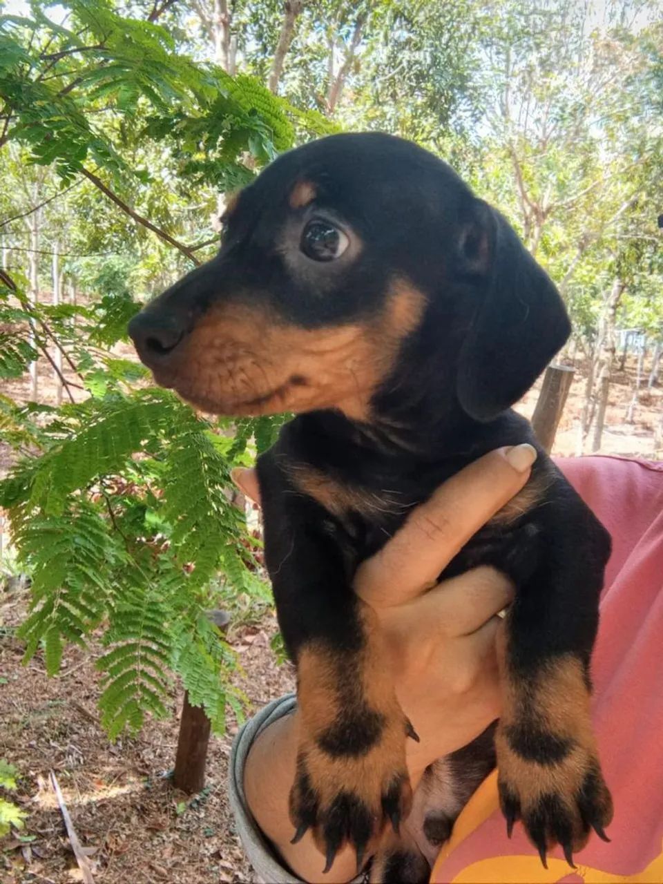 Basset Teckel Coragem em Versão Compacta