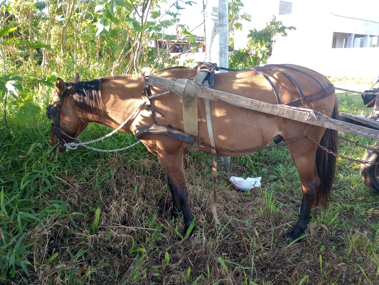 Cavalo gateado inteiro
