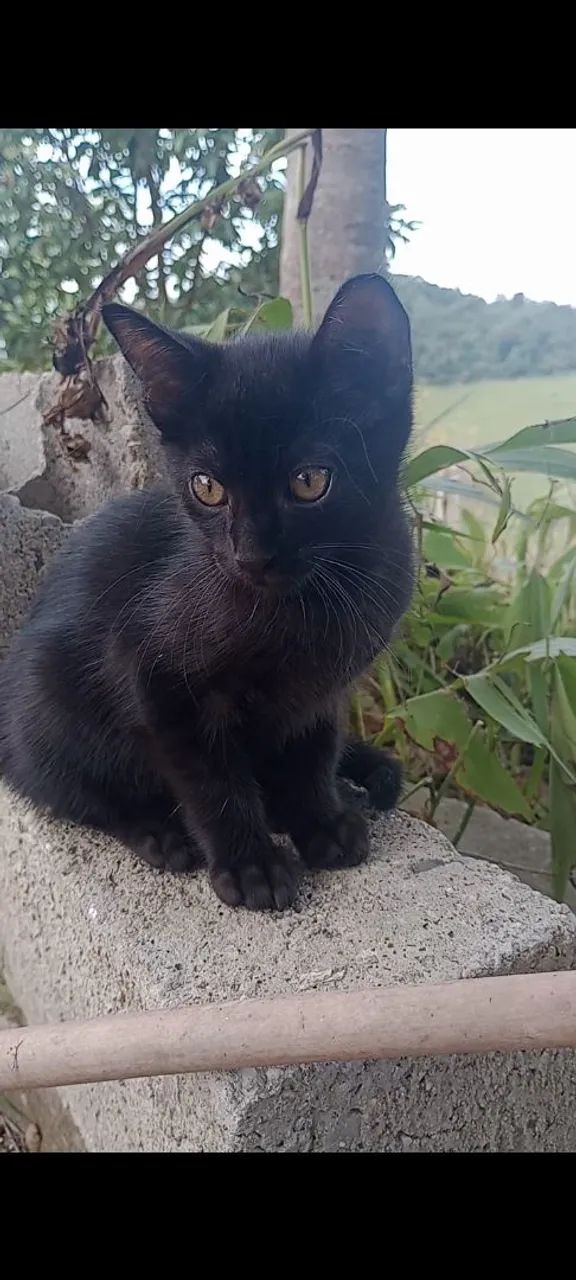 Dois Gatinhos Pretos Lindos para Adoção - Foto 3