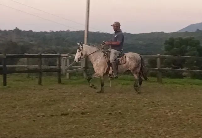 Cavalo Mangalarga Marchador