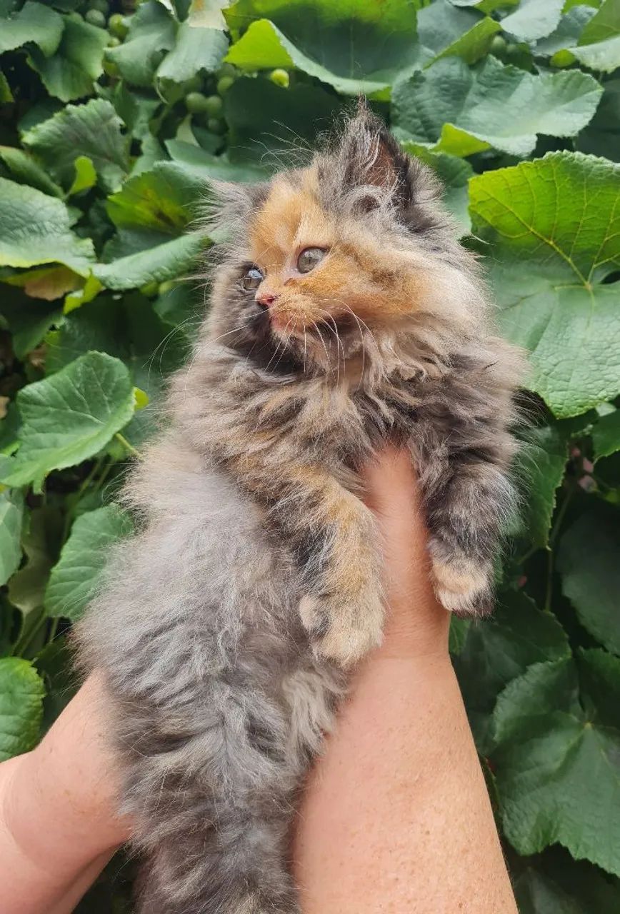 Persa Fêmea  - Foto 2