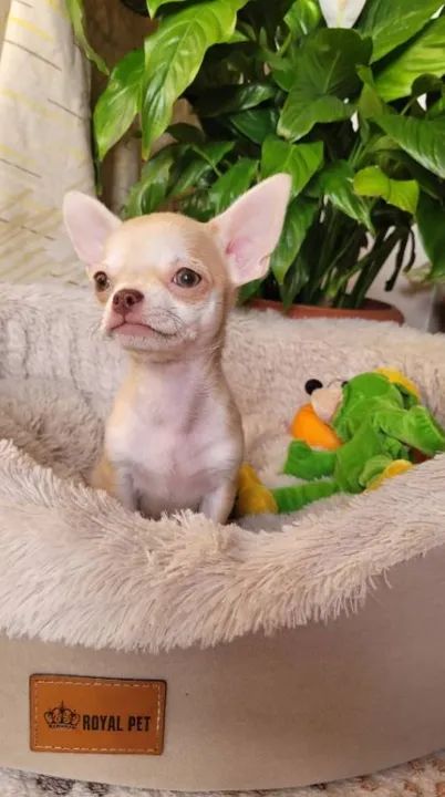 Chihuahua Macho Branco - Micro, Olhos Verdes e Muito Carinhoso!