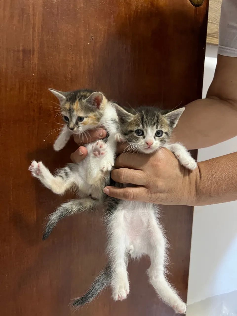 Gatinho para adoção  - Foto 4