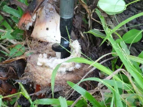 Desbrotadeira de Bananeiras Nova Lurdinha - Foto 3