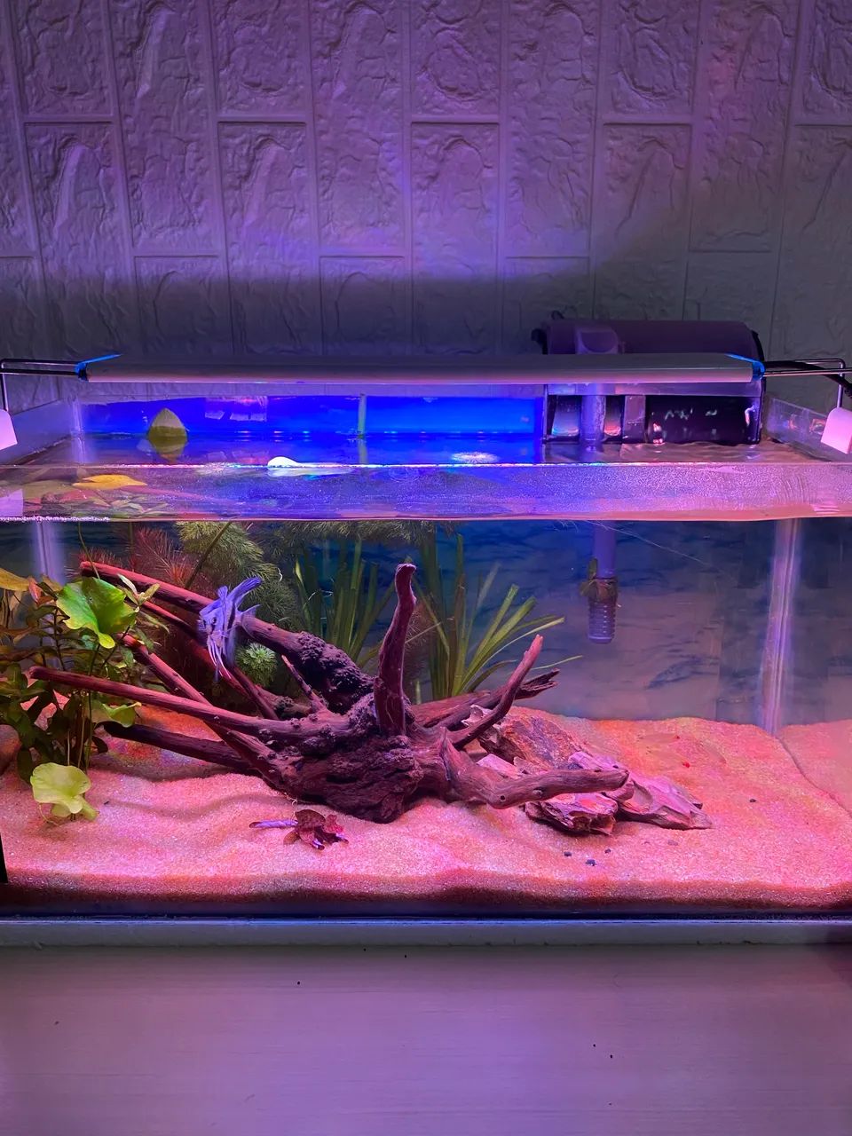 Aquário plantado completo 