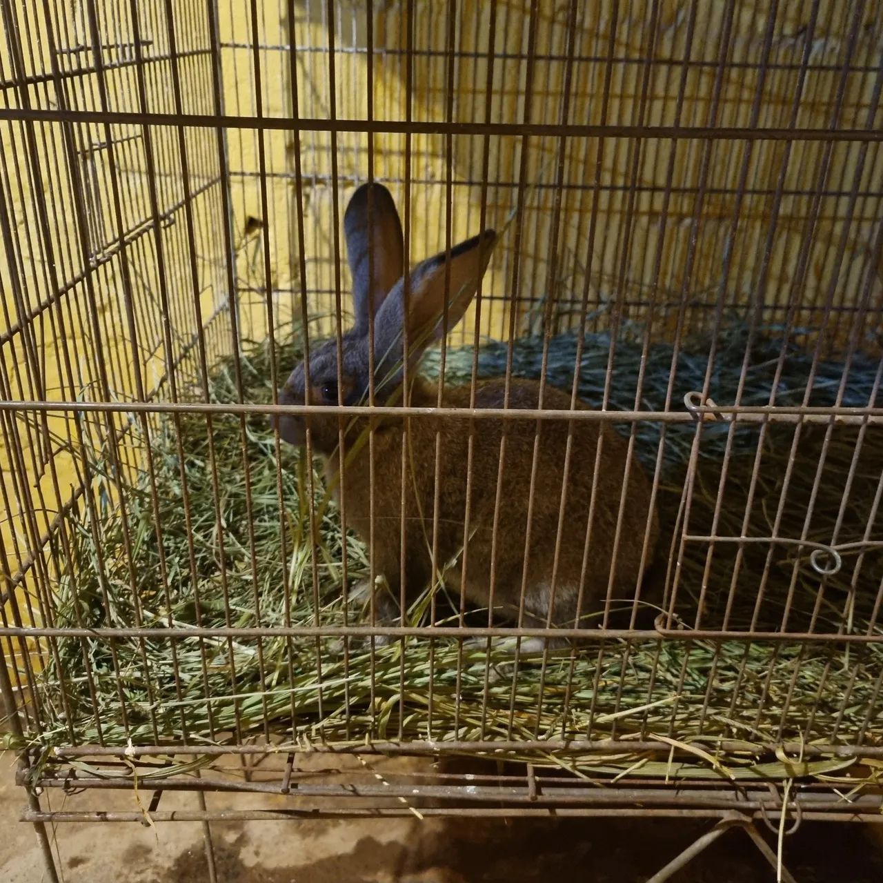 Coelho gigante(filhote)