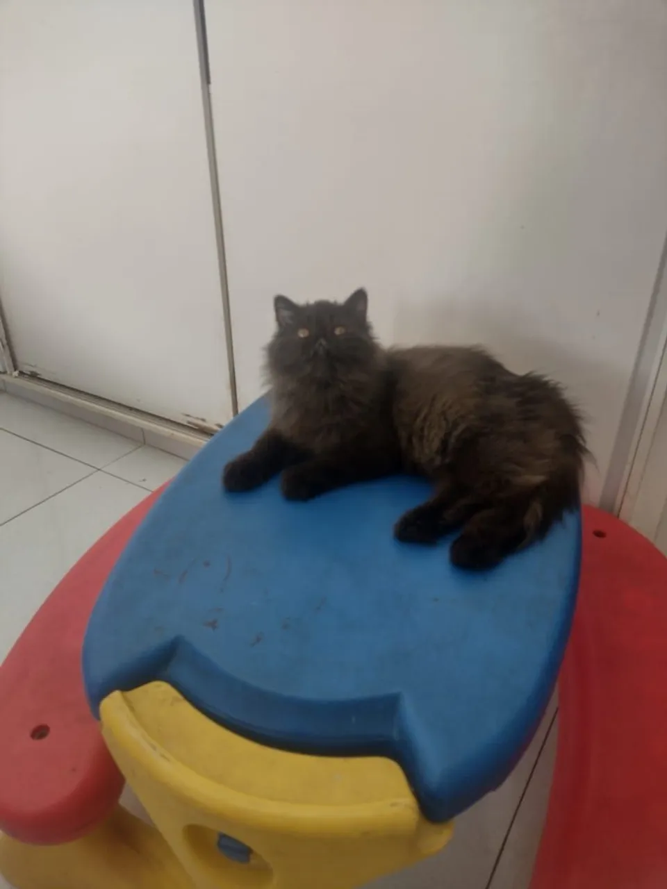 Gatina Persa Fêmea