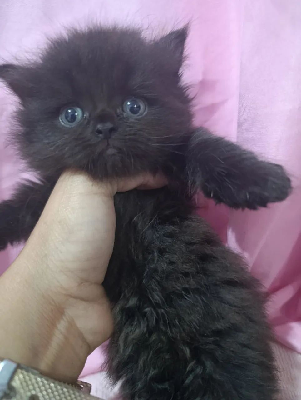 Gatinhos persa macho  - Foto 4