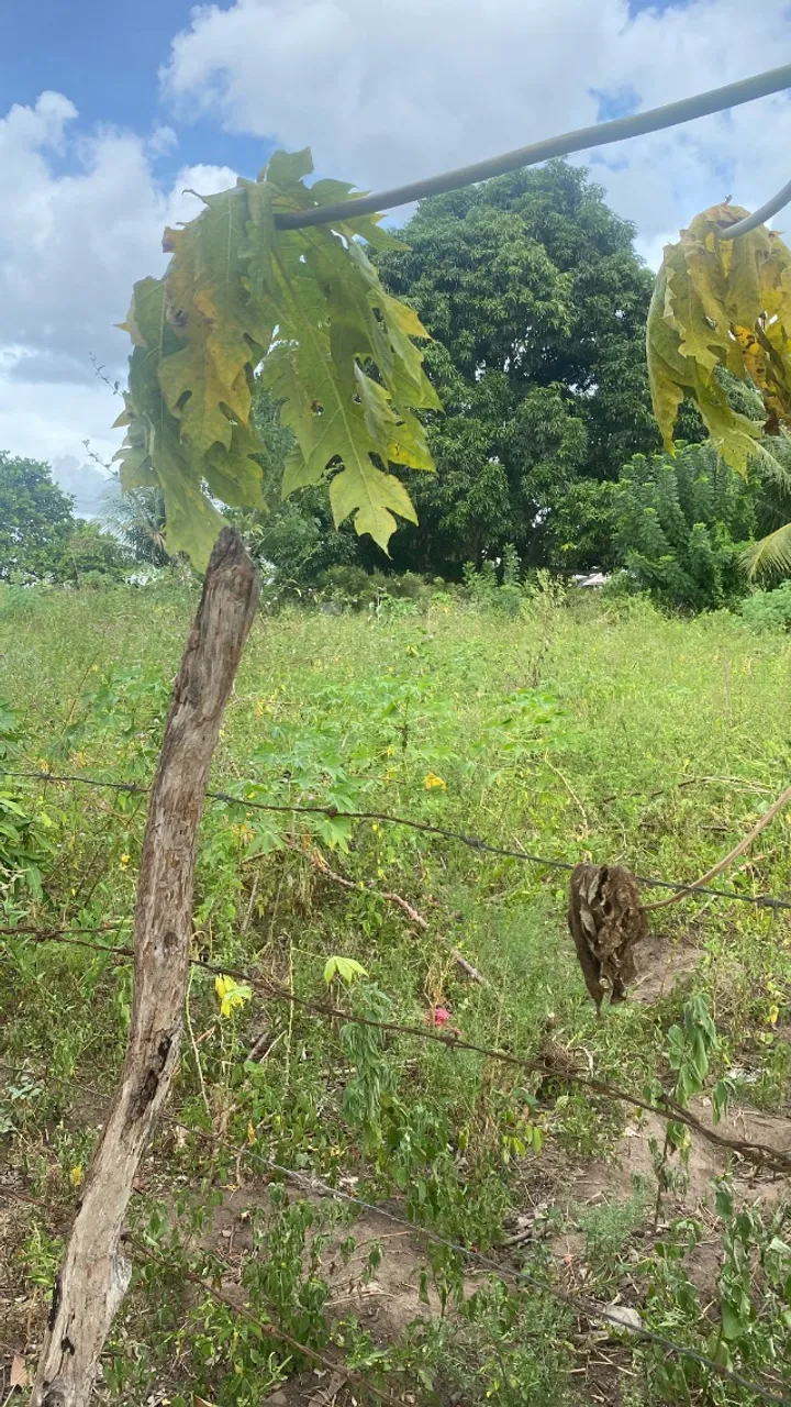 Vendo excelente granja em sapé 7 hectares