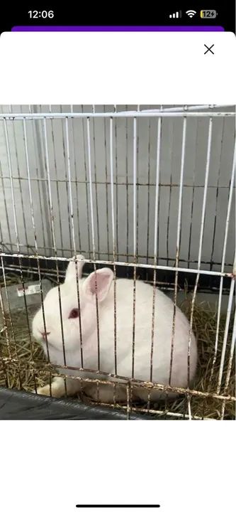 Coelha branco fofinha para vender  - Foto 2