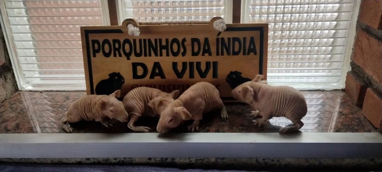 Porquinhos da Índia Skinny  - Foto 4
