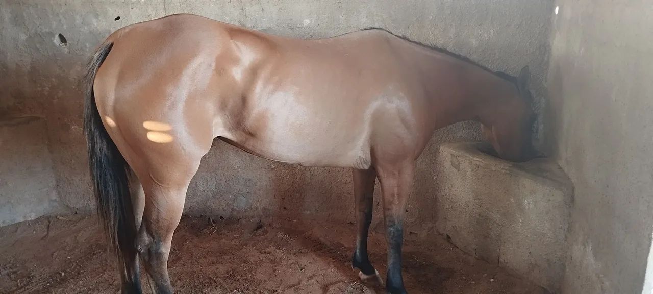 VENDE OU TROCA-SE EGUA QUARTO DE MILHA! - Foto 3