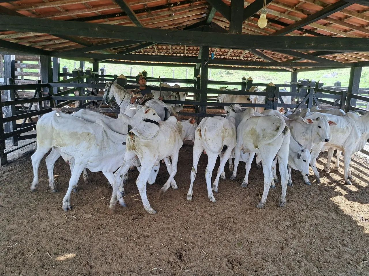 18 Bezerros nelores   6 a 7  @  R$ 390  a @ - Foto 4