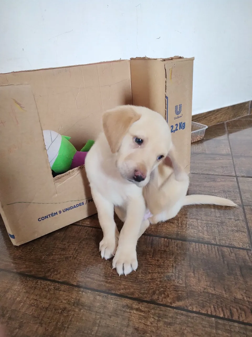 Vendo Filhote de Labrador